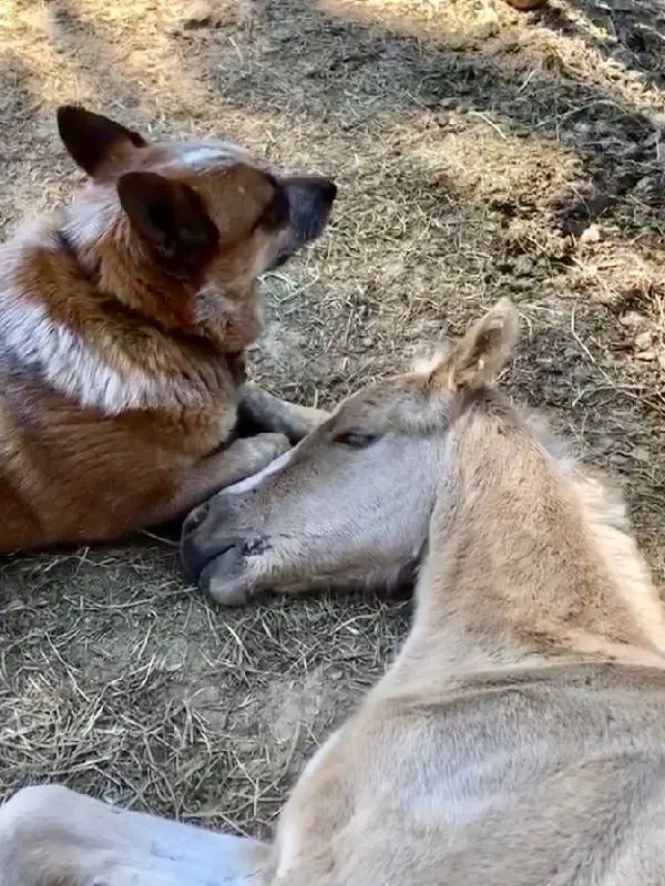 Cachorro adota potrinho órfão, dando amor e apoio para enfrentar o luto cachorro-adota-potro-orfao