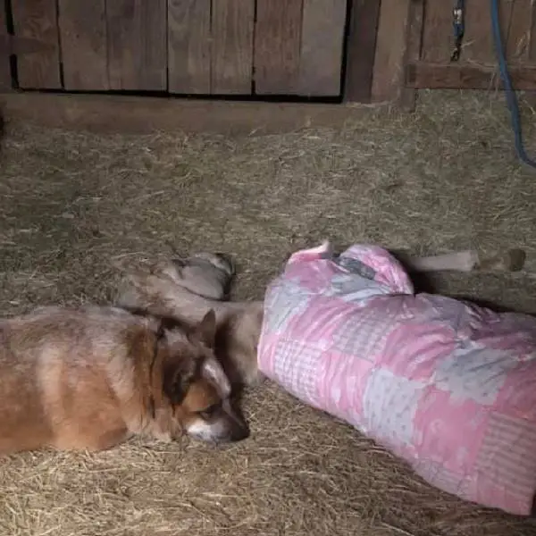 Cachorro adota potrinho órfão, dando amor e apoio para enfrentar o luto cachorro-adota-potro-orfao