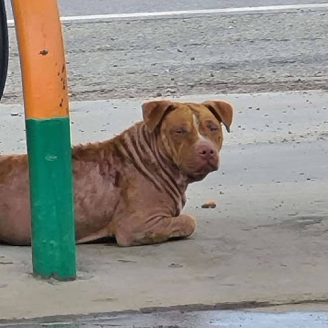 cachorro-cai-no-sono-logo-depois-de-ser-resgatado