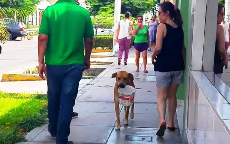 Cachorro com sede anda com um balde pedindo água cachorro-com-sede-anda-com-um-balde-pedindo-agua