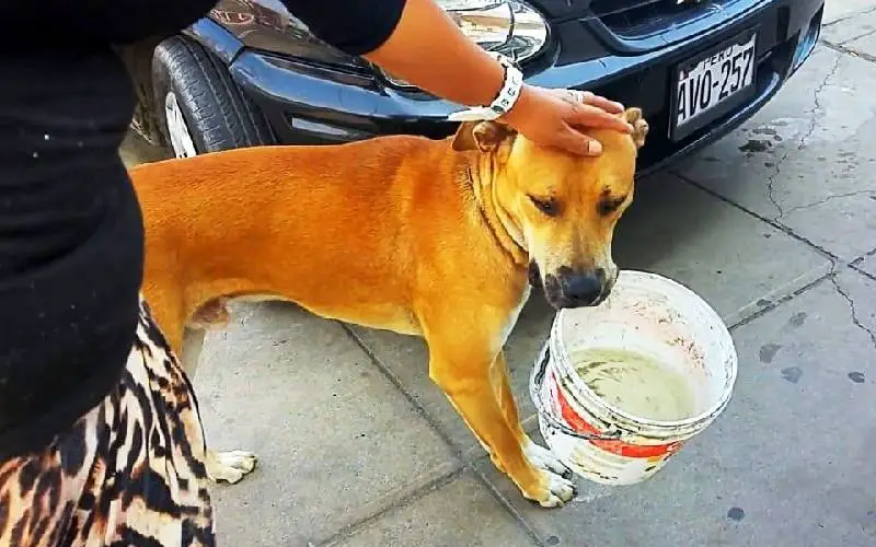 Cachorro com sede anda com um balde pedindo água cachorro-com-sede-anda-com-um-balde-pedindo-agua