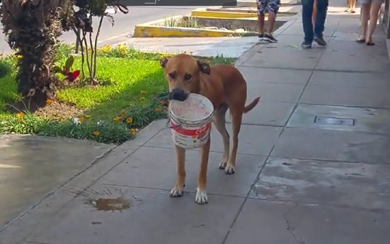 Cachorro com sede anda com um balde pedindo água cachorro-com-sede-anda-com-um-balde-pedindo-agua