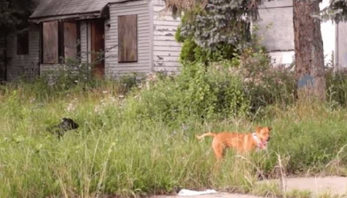 cachorro-de-rua-carrega-a-tigela-aonde-quer-que-va