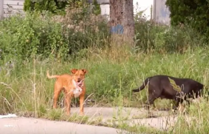 cachorro-de-rua-carrega-a-tigela-aonde-quer-que-va