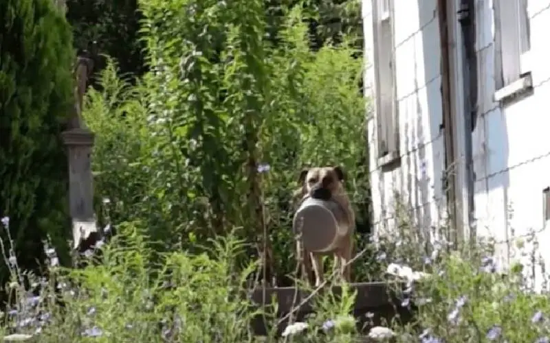 cachorro-de-rua-carrega-a-tigela-aonde-quer-que-va