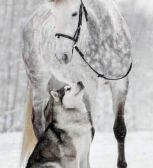 Linda dupla: Cachorro e cavalo se tornam melhores amigos cachorro-e-cavalo-dupla-de-amigos