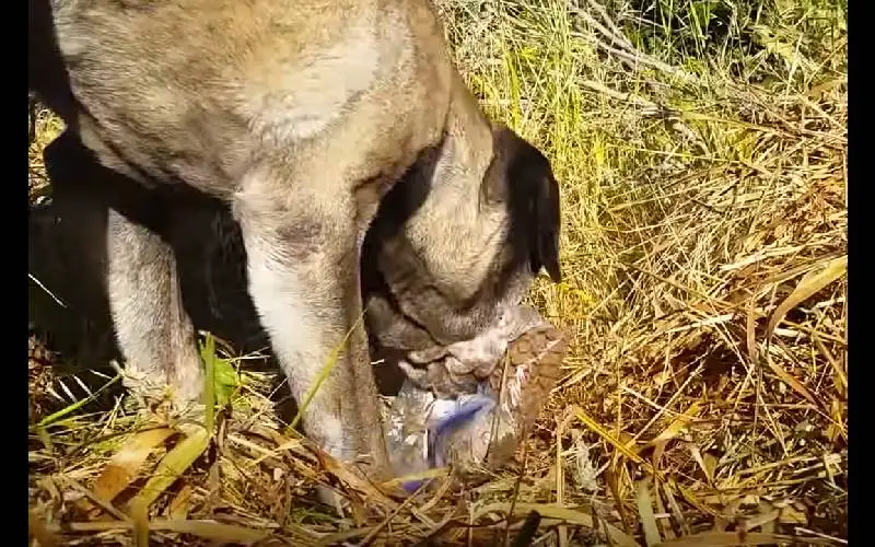 cachorro-e-resgatado-depois-de-tres-anos-de-tentativas