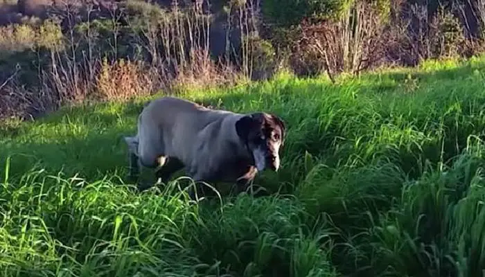 cachorro-e-resgatado-depois-de-tres-anos-de-tentativas