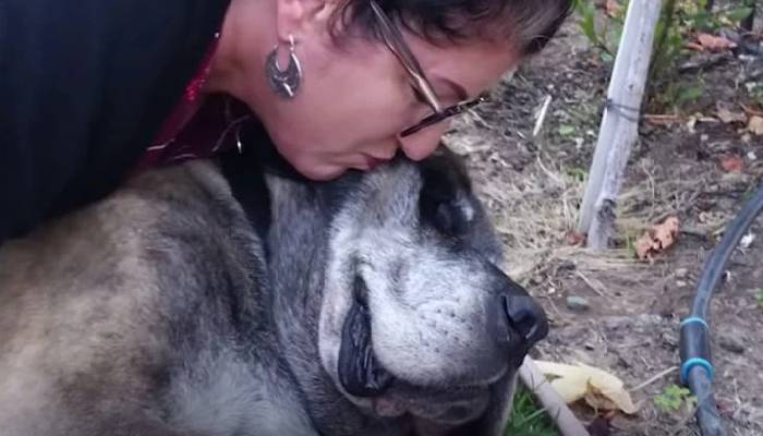 cachorro-e-resgatado-depois-de-tres-anos-de-tentativas