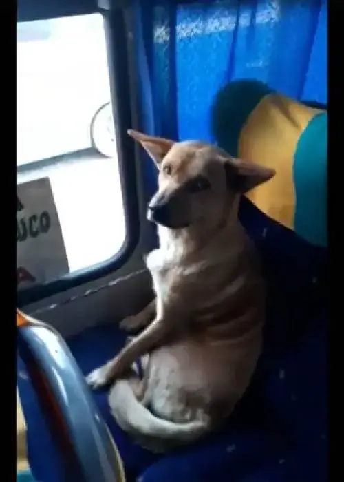 asomadetodosafetos.com - Cãozinho entra em ônibus e senta como se fosse um passageiro. Assista!