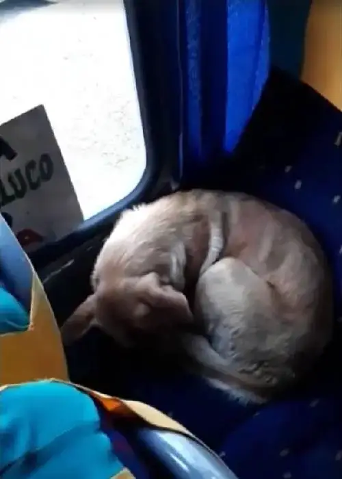 asomadetodosafetos.com - Cãozinho entra em ônibus e senta como se fosse um passageiro. Assista!