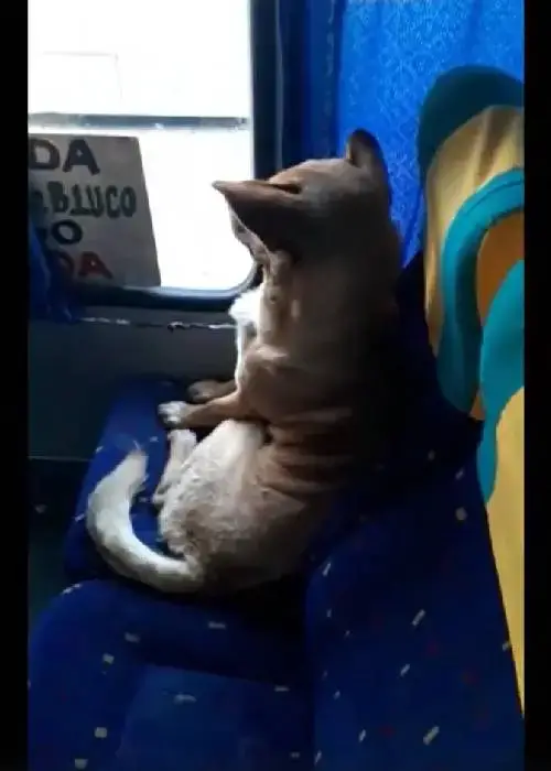 asomadetodosafetos.com - Cãozinho entra em ônibus e senta como se fosse um passageiro. Assista!