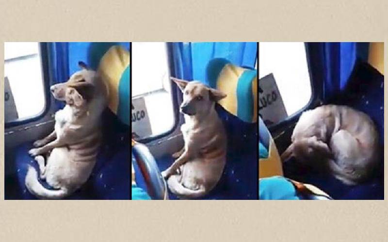  V DEO Cachorro Embarca Em nibus E Passeia Pela Cidade Sentado Como Um Passageiro