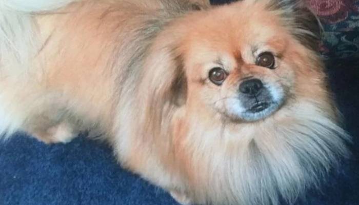 Na hora da partida, cachorro idoso enxuga as lágrimas da tutora cachorro-idoso-enxuga-as-lagrimas-da-tutora