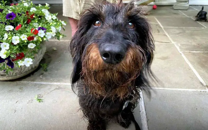 Cachorro perdido agradece aos salvadores com o olhar marejado cachorro-perdido-agradece-aos-salvadores-com-o-olhar
