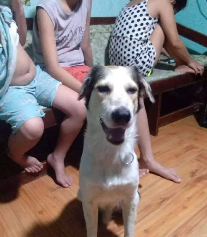 cachorro-perdido-por-meses-chora-ao-reencontrar-o-tutor