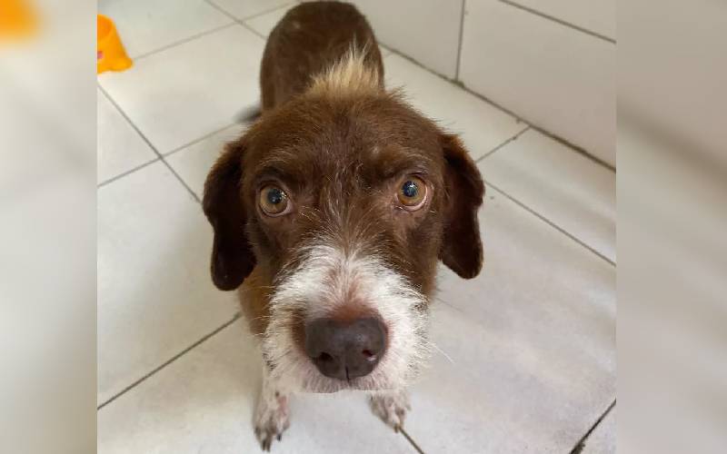 Cadela perde bebês e “adota” bichos de pelúcia cadela-perde-bebes-e-adota-bichos-de-pelucia
