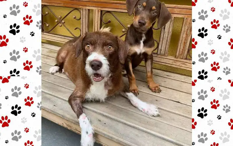 cadela-perde-bebes-e-adota-bichos-de-pelucia