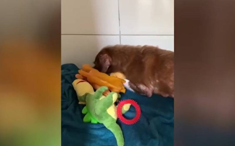 Cadela perde bebês e “adota” bichos de pelúcia cadela-perde-bebes-e-adota-bichos-de-pelucia