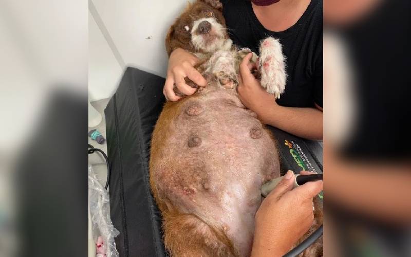 Cadela perde bebês e “adota” bichos de pelúcia cadela-perde-bebes-e-adota-bichos-de-pelucia