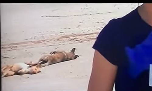 Cães brincam e rolam no chão durante reportagem ao vivo caes-brincam-e-rolam-no-chao-durante-reportagem
