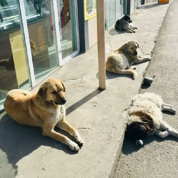 Câmera mostra mulher demonstrando que cachorros na rua merecem carinhos e cuidados camera-mostra-cuidados-com-cachorros-de-rua