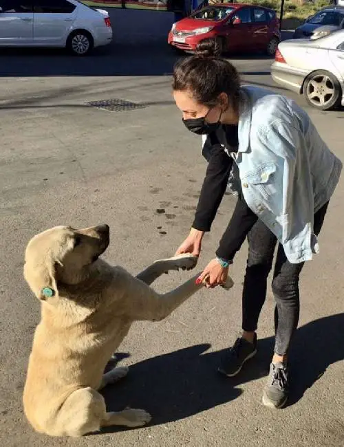 Câmera mostra mulher demonstrando que cachorros na rua merecem carinhos e cuidados camera-mostra-cuidados-com-cachorros-de-rua