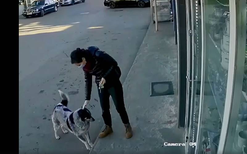 Câmera mostra mulher demonstrando que cachorros na rua merecem carinhos e cuidados camera-mostra-cuidados-com-cachorros-de-rua