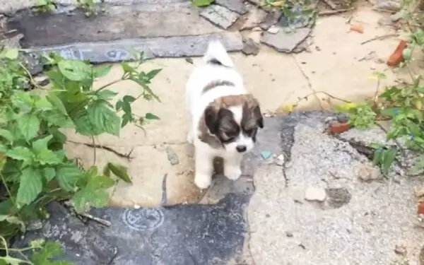 Cãozinho levou mulher até o irmãozinho, para que ele fosse resgatado caozinho-levou-uma-mulher-ate-o-irmao-para-que-ele-fosse-resgatado