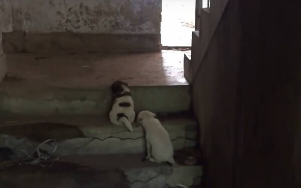 Cãozinho levou mulher até o irmãozinho, para que ele fosse resgatado caozinho-levou-uma-mulher-ate-o-irmao-para-que-ele-fosse-resgatado