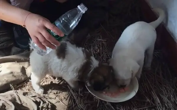 Cãozinho levou mulher até o irmãozinho, para que ele fosse resgatado caozinho-levou-uma-mulher-ate-o-irmao-para-que-ele-fosse-resgatado