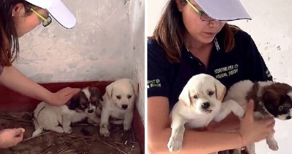Cãozinho levou mulher até o irmãozinho, para que ele fosse resgatado caozinho-levou-uma-mulher-ate-o-irmao-para-que-ele-fosse-resgatado