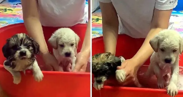 Cãozinho levou mulher até o irmãozinho, para que ele fosse resgatado caozinho-levou-uma-mulher-ate-o-irmao-para-que-ele-fosse-resgatado