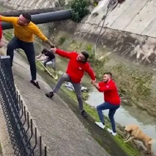 Estranhos formam corrente humana para salvar cachorro estranhos-formam-corrente-humana-para-salvar-cachorro