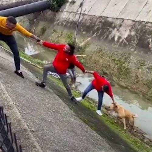 Estranhos formam corrente humana para salvar cachorro estranhos-formam-corrente-humana-para-salvar-cachorro