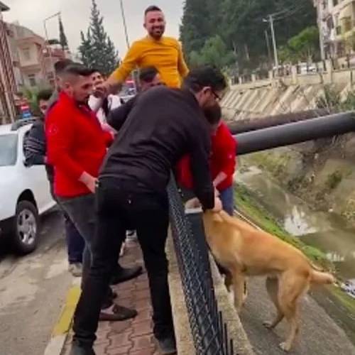 Estranhos formam corrente humana para salvar cachorro estranhos-formam-corrente-humana-para-salvar-cachorro
