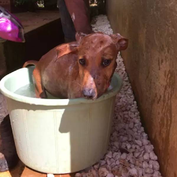 garota-interrompe-as-ferias-para-salvar-um-cachorrinho