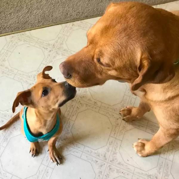 garota-interrompe-as-ferias-para-salvar-um-cachorrinho