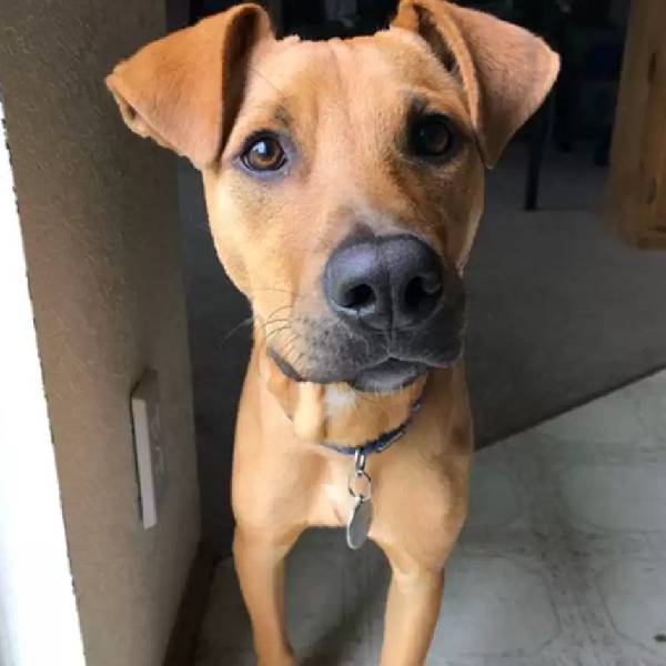 garota-interrompe-as-ferias-para-salvar-um-cachorrinho