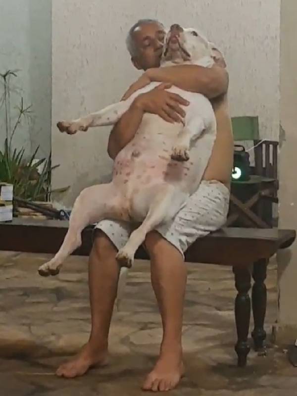 Homem que não queria cachorro foi flagrado cheio de carinho com o pitbull no colo homem-que-nao-queria-cachorro-agora-fica-com-pitbull-no-colo