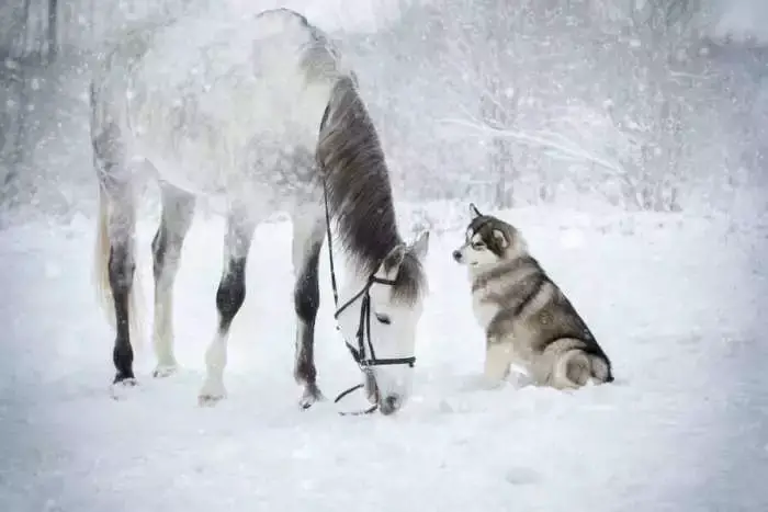 Linda dupla: Cachorro e cavalo se tornam melhores amigos Linda dupla: Cachorro e cavalo se tornam melhores amigos
