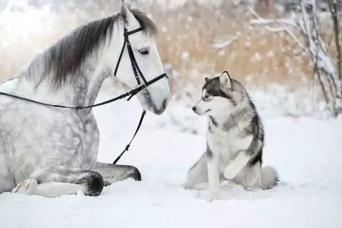 Linda dupla: Cachorro e cavalo se tornam melhores amigos Linda dupla: Cachorro e cavalo se tornam melhores amigos