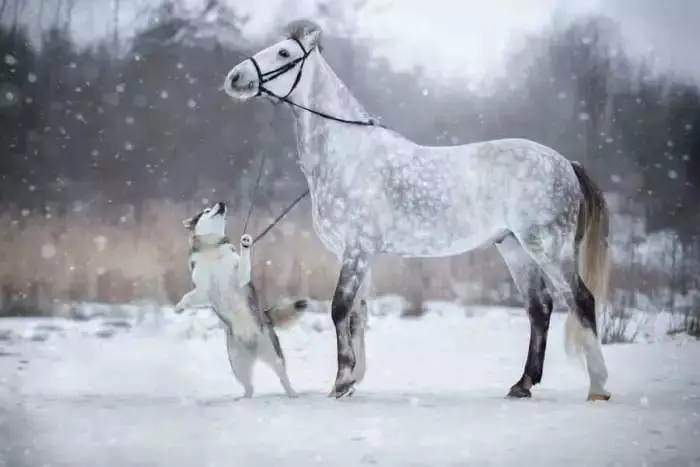 Linda dupla: Cachorro e cavalo se tornam melhores amigos