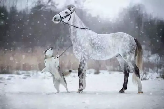 Linda dupla: Cachorro e cavalo se tornam melhores amigos Linda dupla: Cachorro e cavalo se tornam melhores amigos