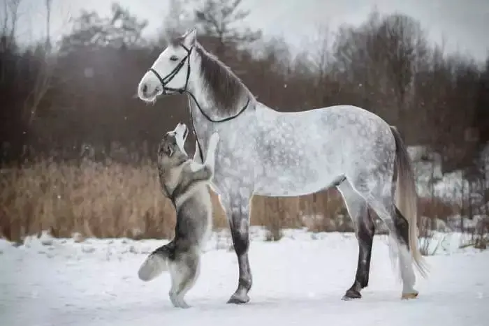 Linda dupla: Cachorro e cavalo se tornam melhores amigos Linda dupla: Cachorro e cavalo se tornam melhores amigos