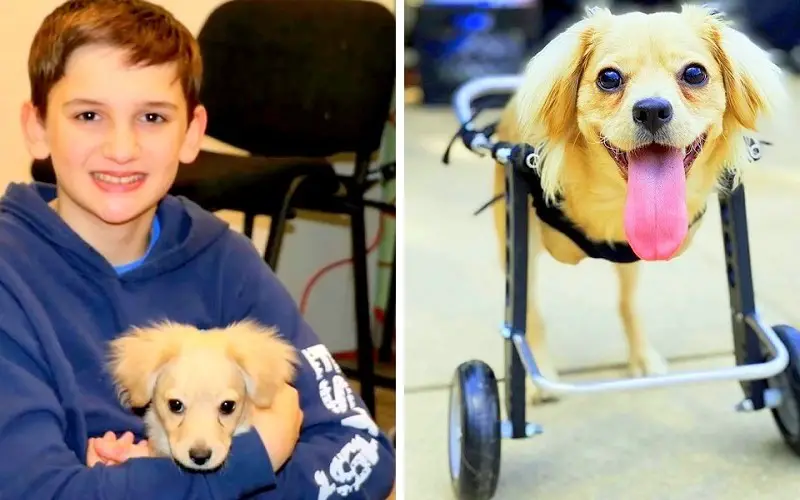 Menino constrói cadeira de rodas para cachorra deficiente menino-constroi-cadeira-de-rodas-para-cachorra-deficiente