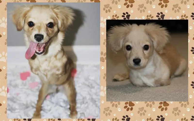 Menino constrói cadeira de rodas para cachorra deficiente menino-constroi-cadeira-de-rodas-para-cachorra-deficiente
