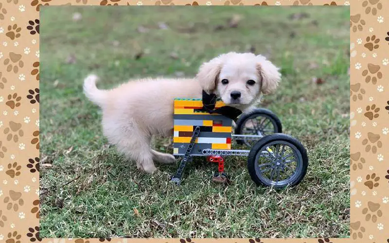 Menino constrói cadeira de rodas para cachorra deficiente menino-constroi-cadeira-de-rodas-para-cachorra-deficiente