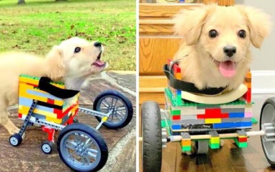 menino-constroi-cadeira-de-rodas-para-cachorra-deficiente