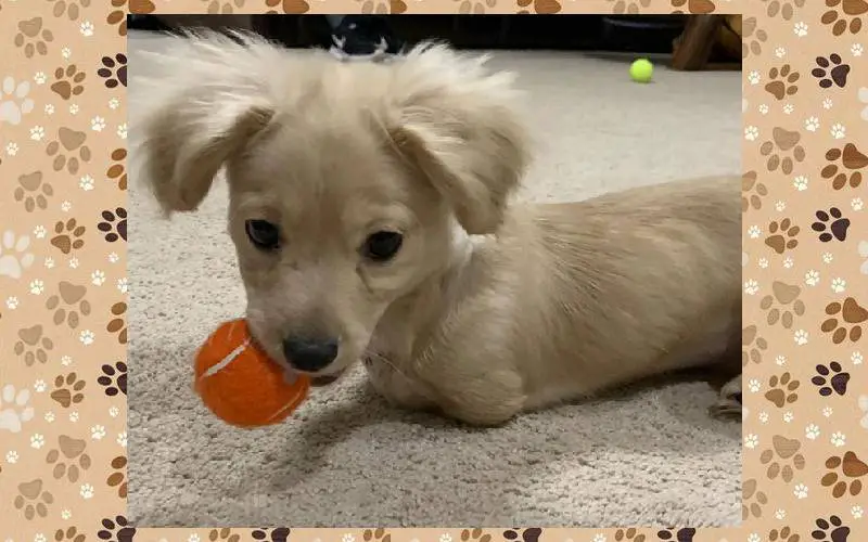 Menino constrói cadeira de rodas para cachorra deficiente menino-constroi-cadeira-de-rodas-para-cachorra-deficiente